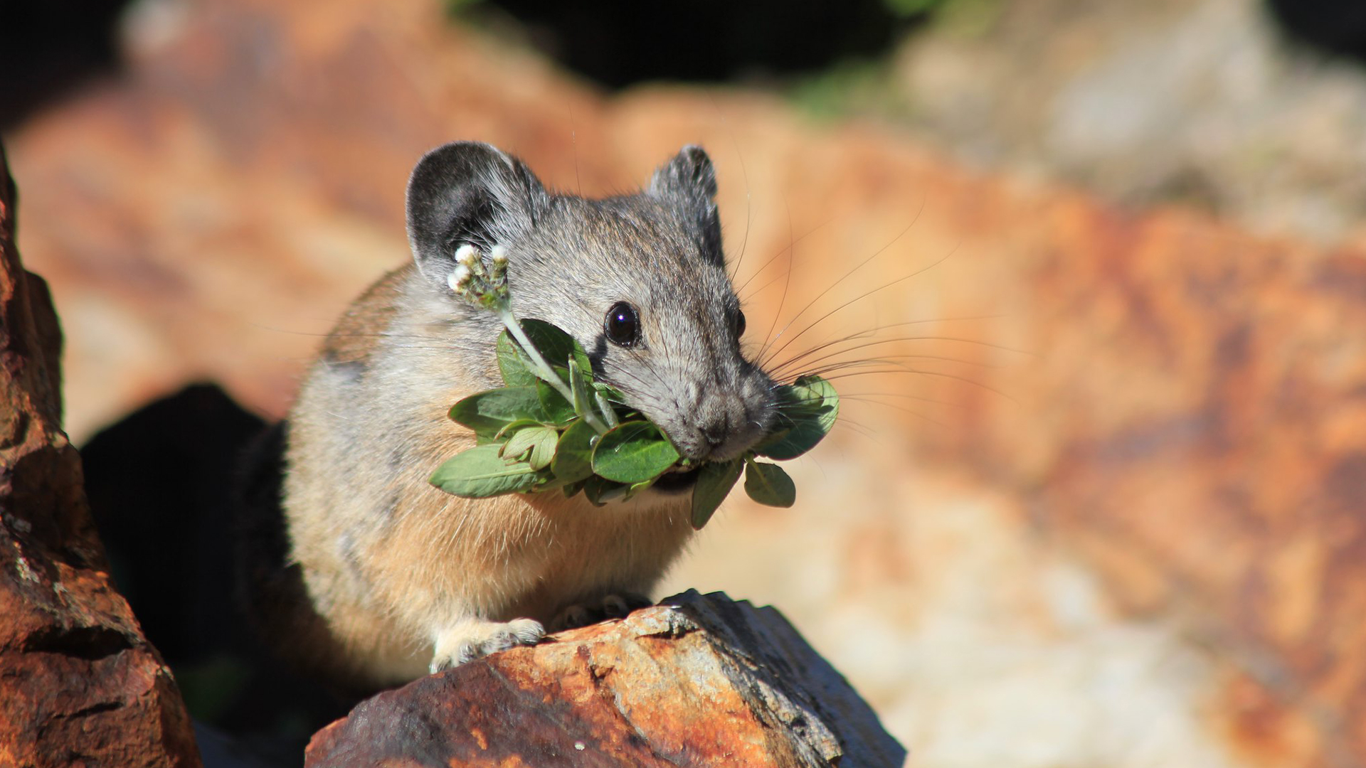 An American pika eating clover