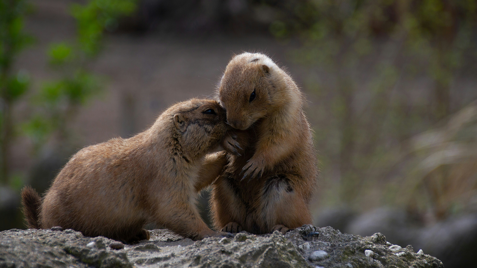 Two prairie dogs snuggling