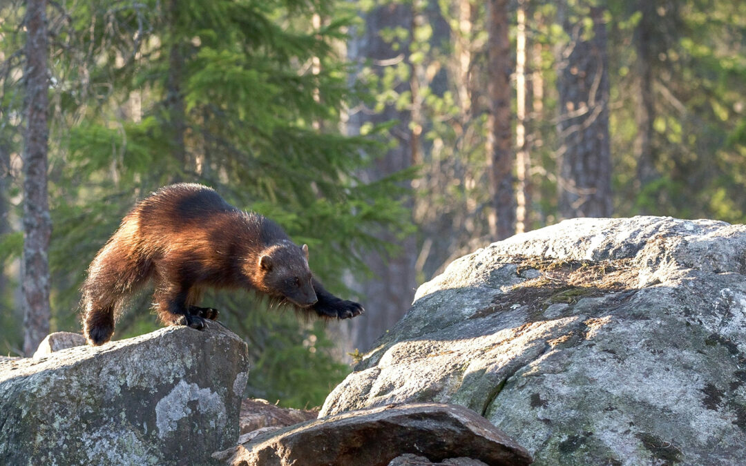 Wolverine Receives Much-Needed Endangered Species Act Protections 