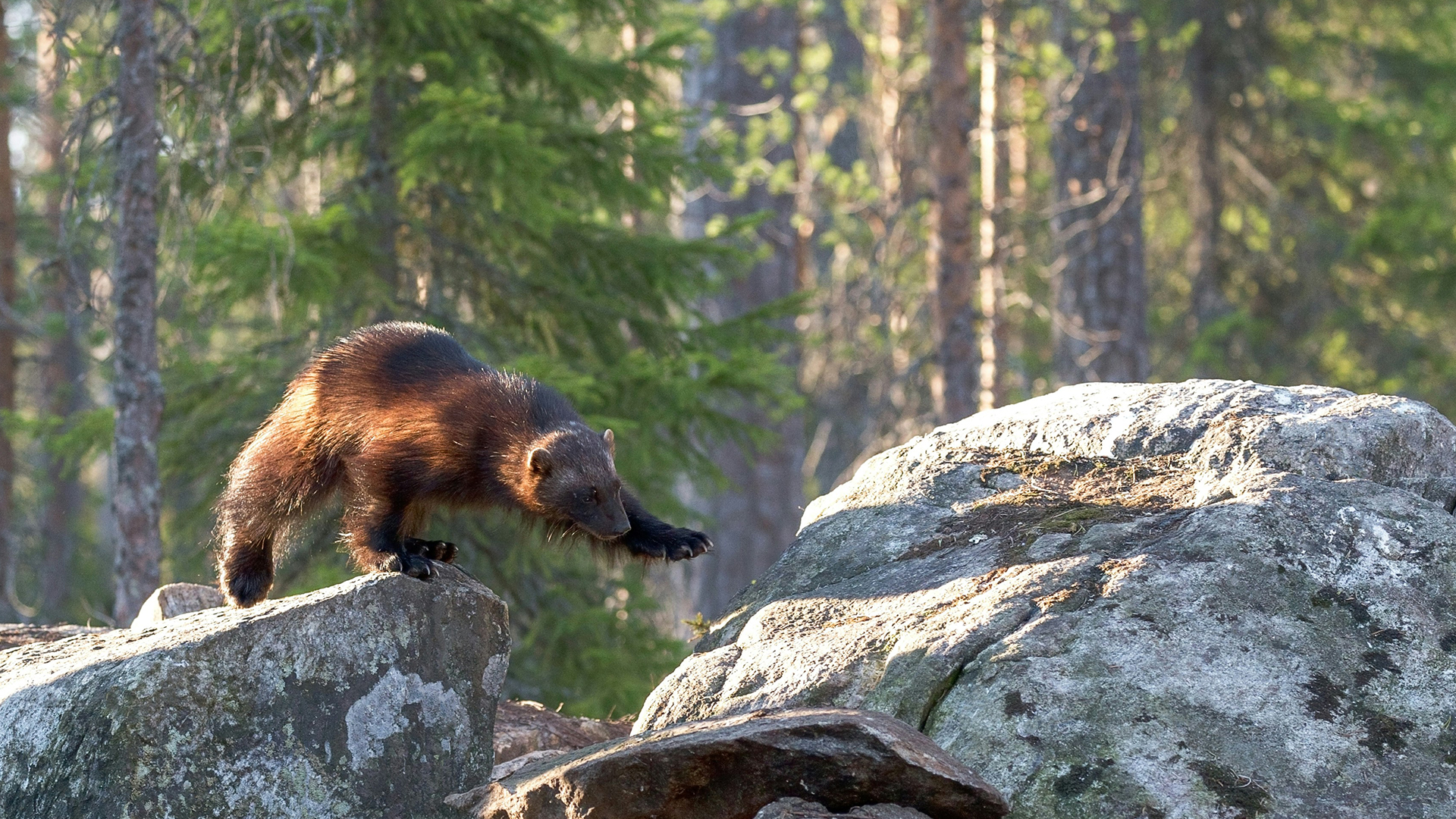 Wolverine stepping from one large rock to another