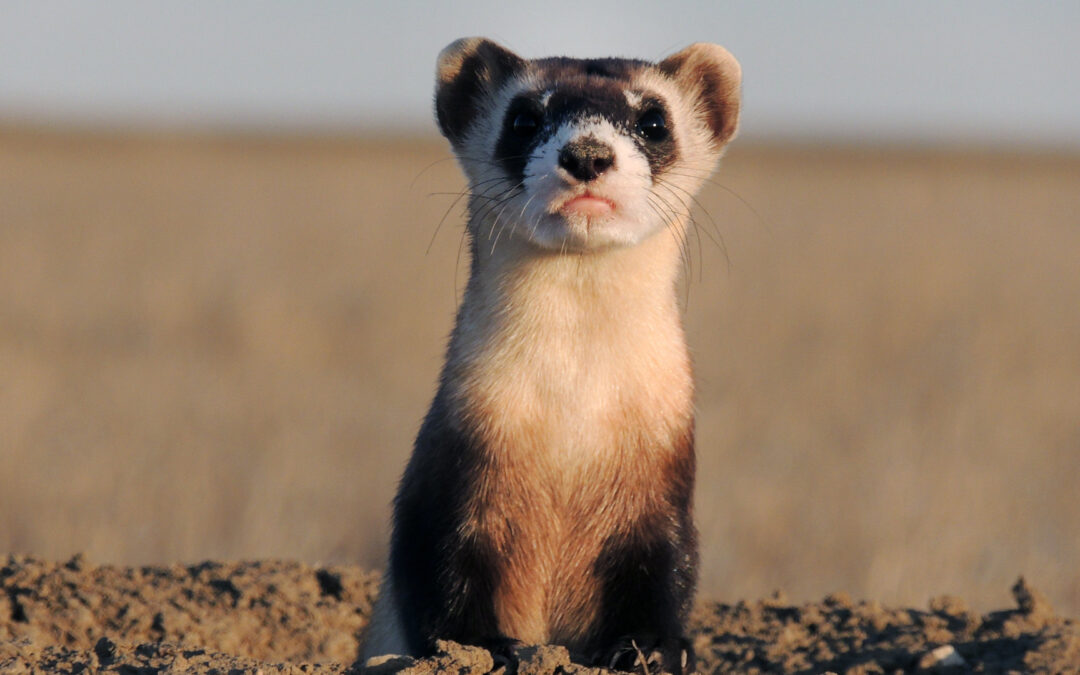 Court strikes down Wyoming National Grassland plan to kill prairie dogs, eliminate black-footed ferret restoration.