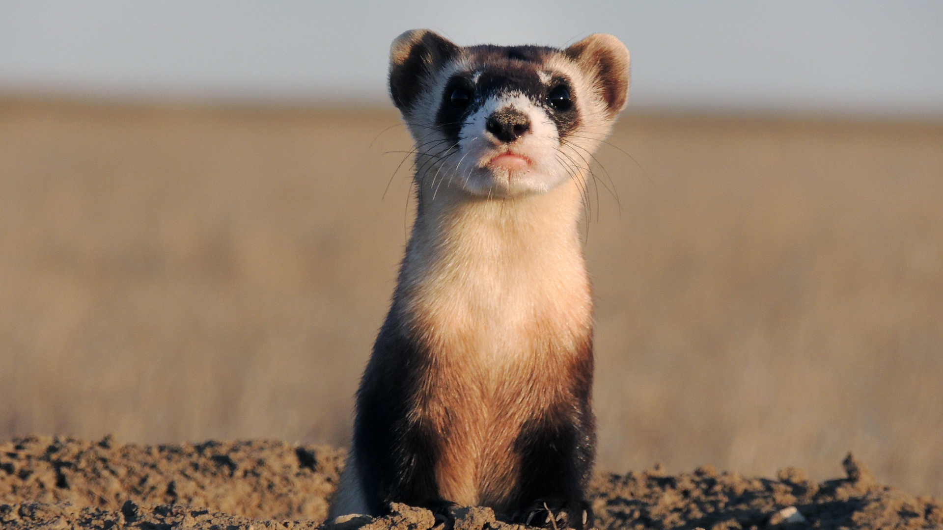 Black-footed ferret released.