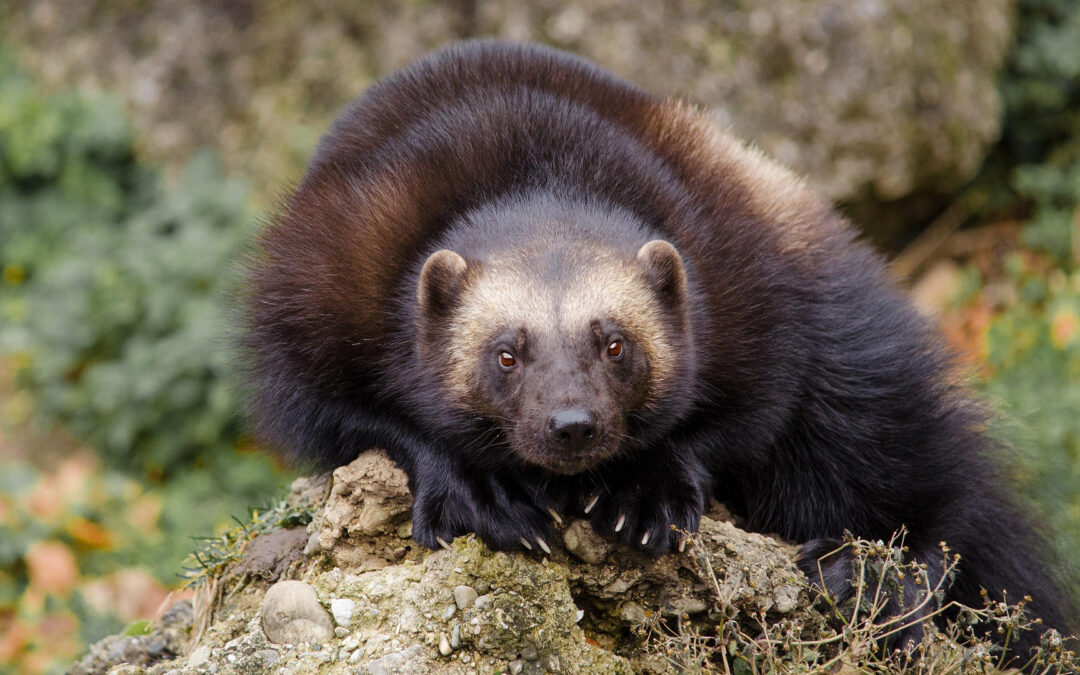 Colorado Legislature Passes Historic Bill to Restore Wolverines to Colorado