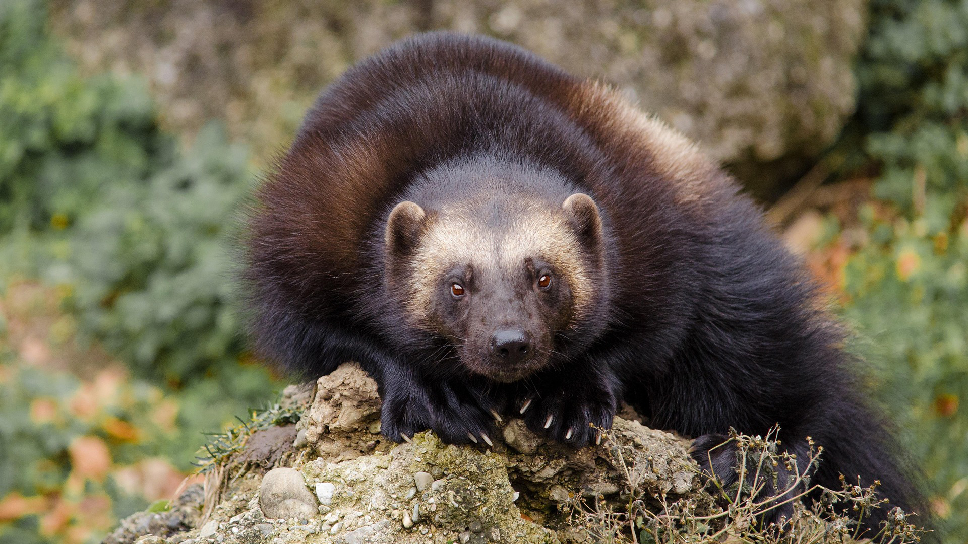 A wolverine crouching on a boulder.