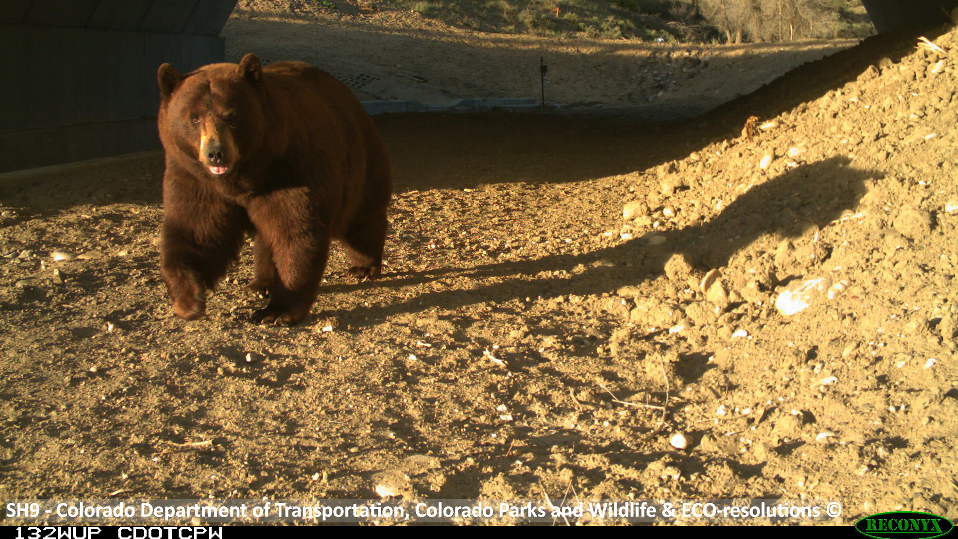 Bear with a blep caught by one of the camera traps using an underpass on State Highway 9