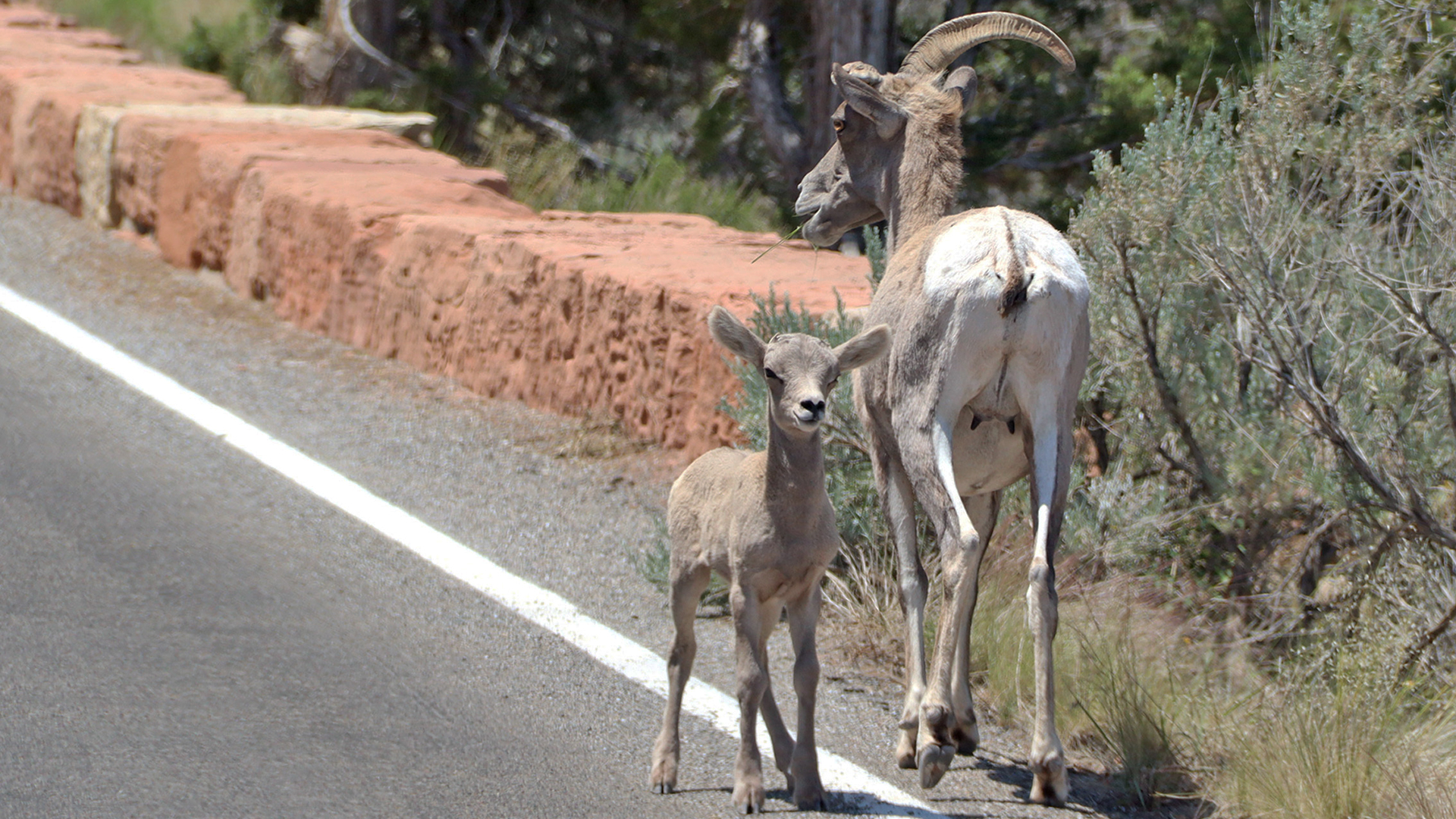 A mother bighorn and her lamb walking along the shoulder of Rim Rock Drive.
