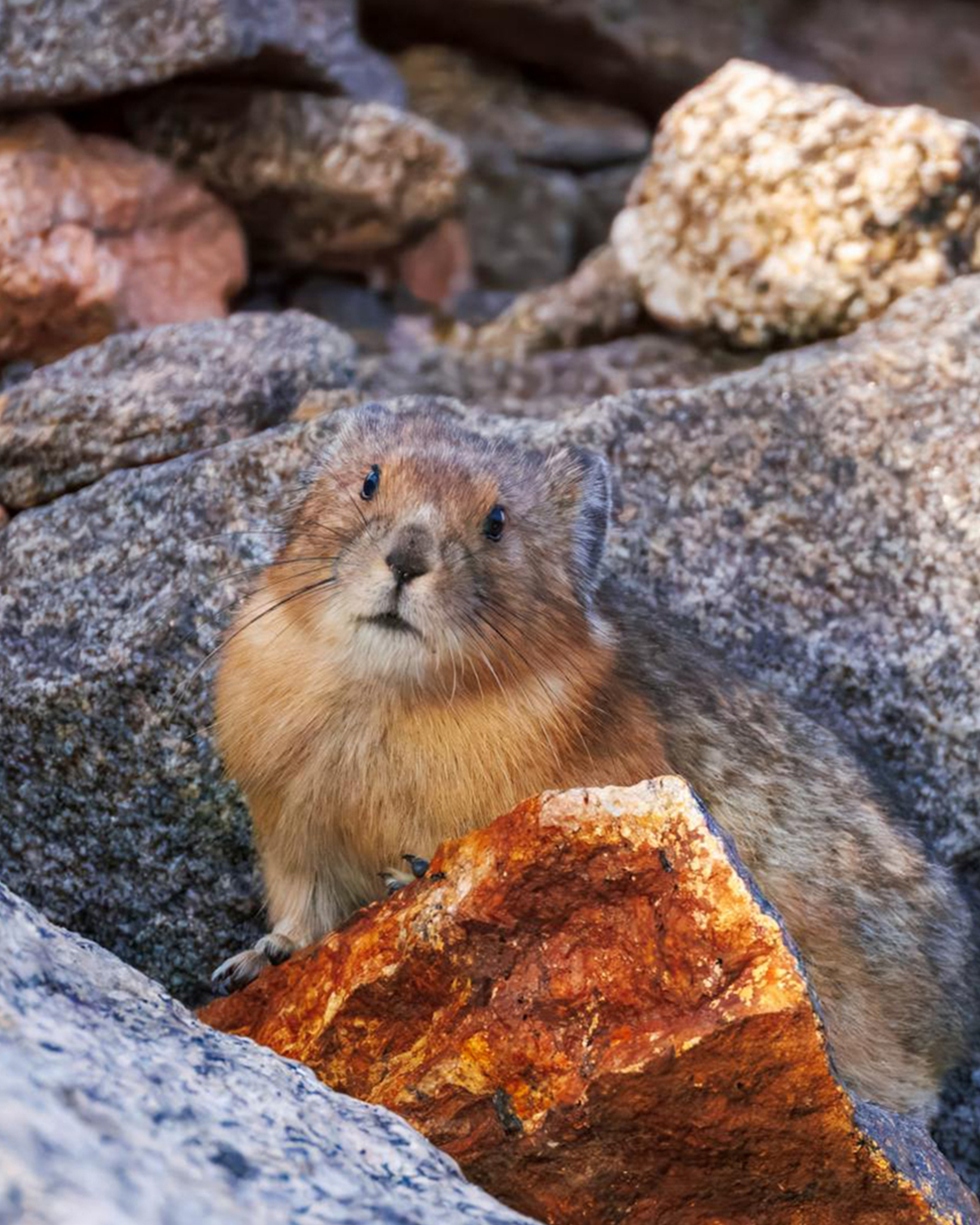 American pika on talus looking toward camera