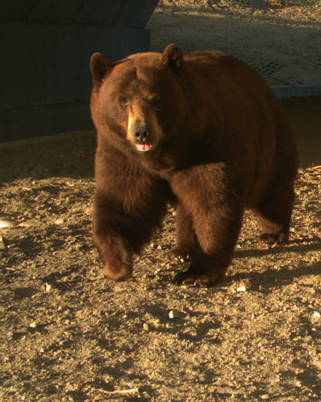 Bear with a blep caught by one of the camera traps using an underpass on State Highway 9