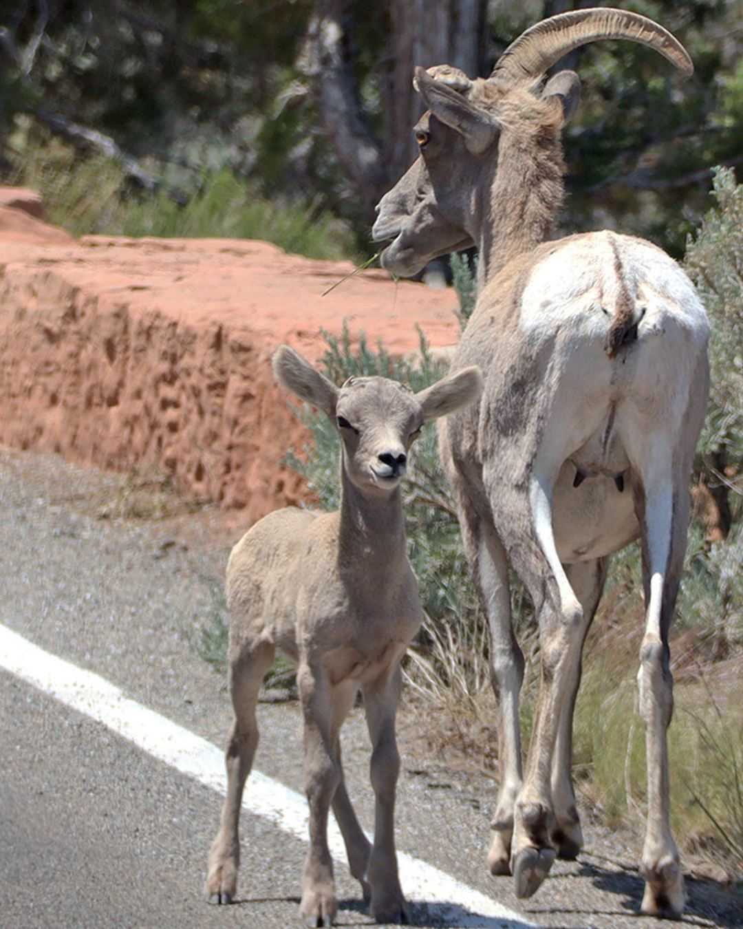 A mother bighorn and her lamb walking along the shoulder of Rim Rock Drive.