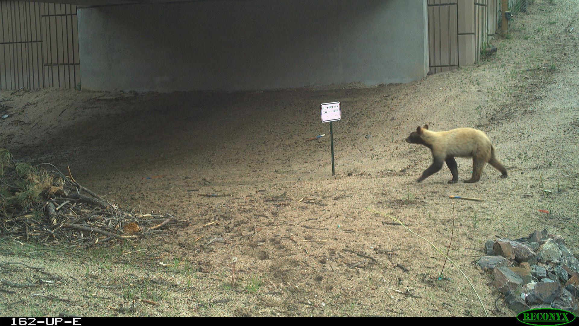 Blond Black Bear by an underpass