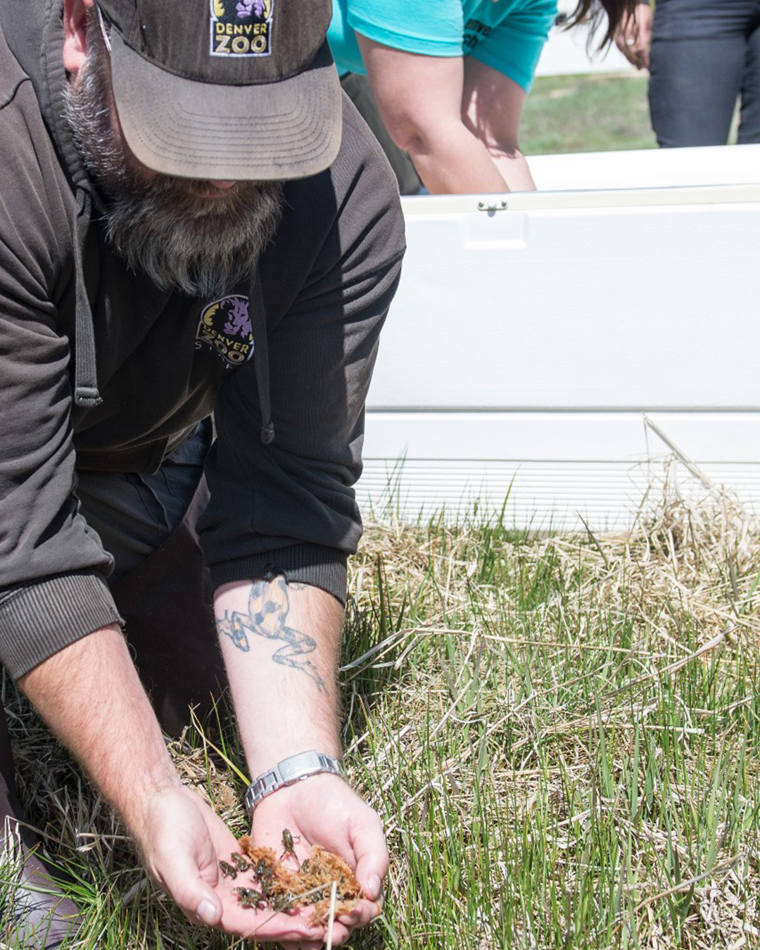 Denver Zoo releasing a group of boreal toad