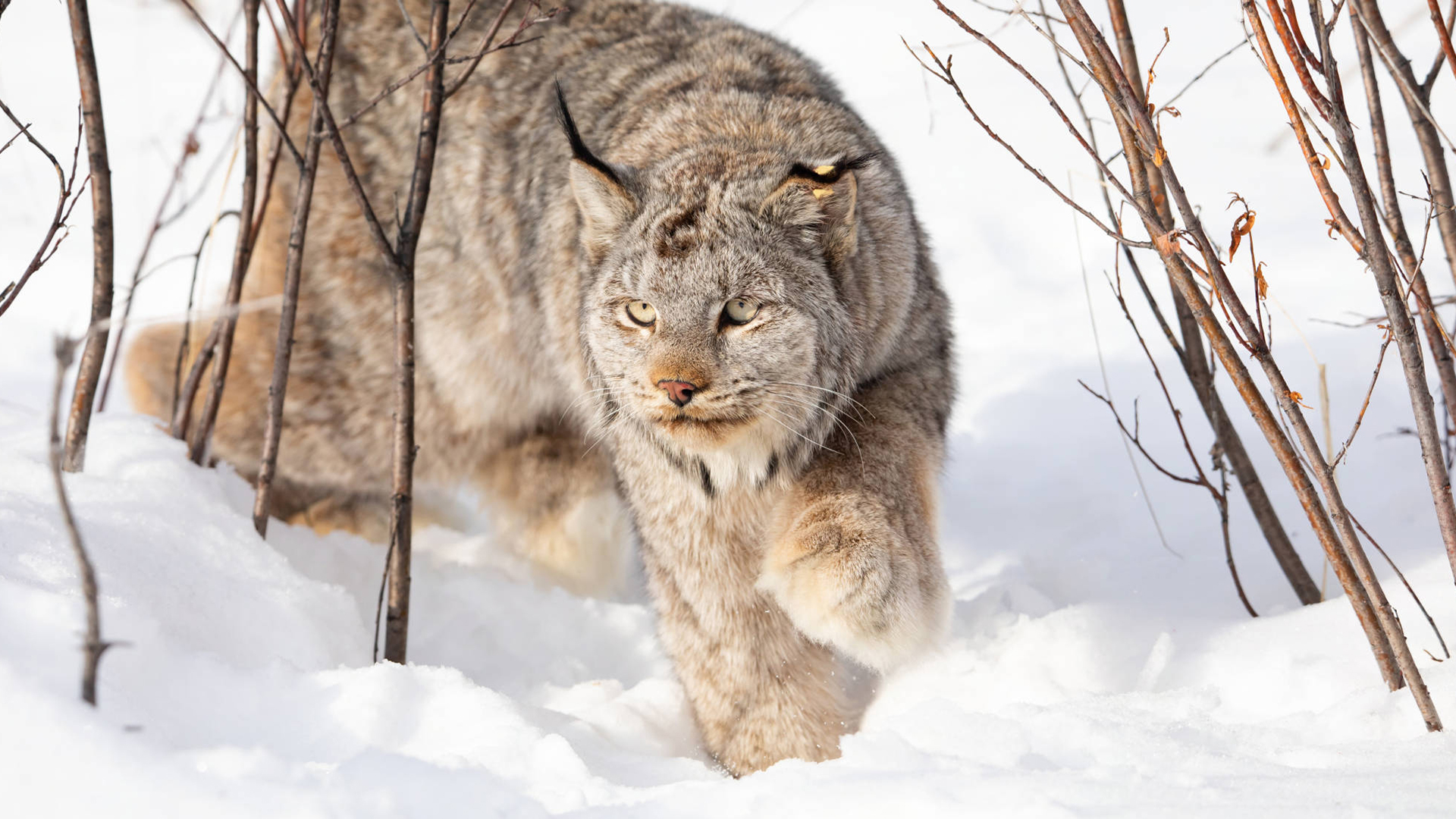 A Canada lynx walking in a snowy landscape