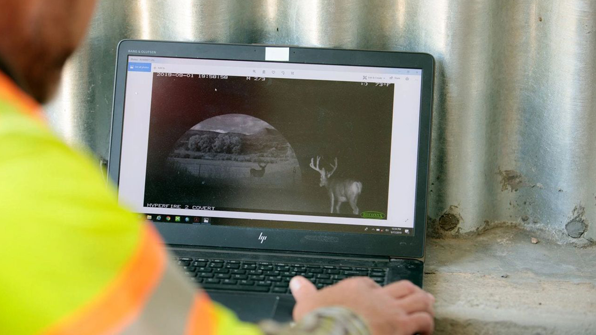 Mule deer captured by a camera trap using an underpass