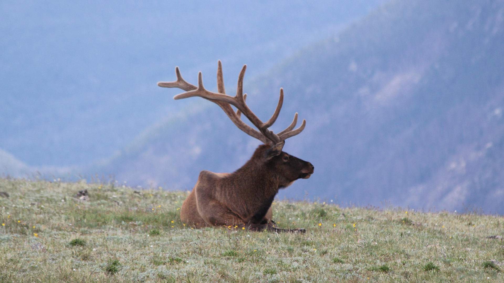 An elk laying down in Estes Park