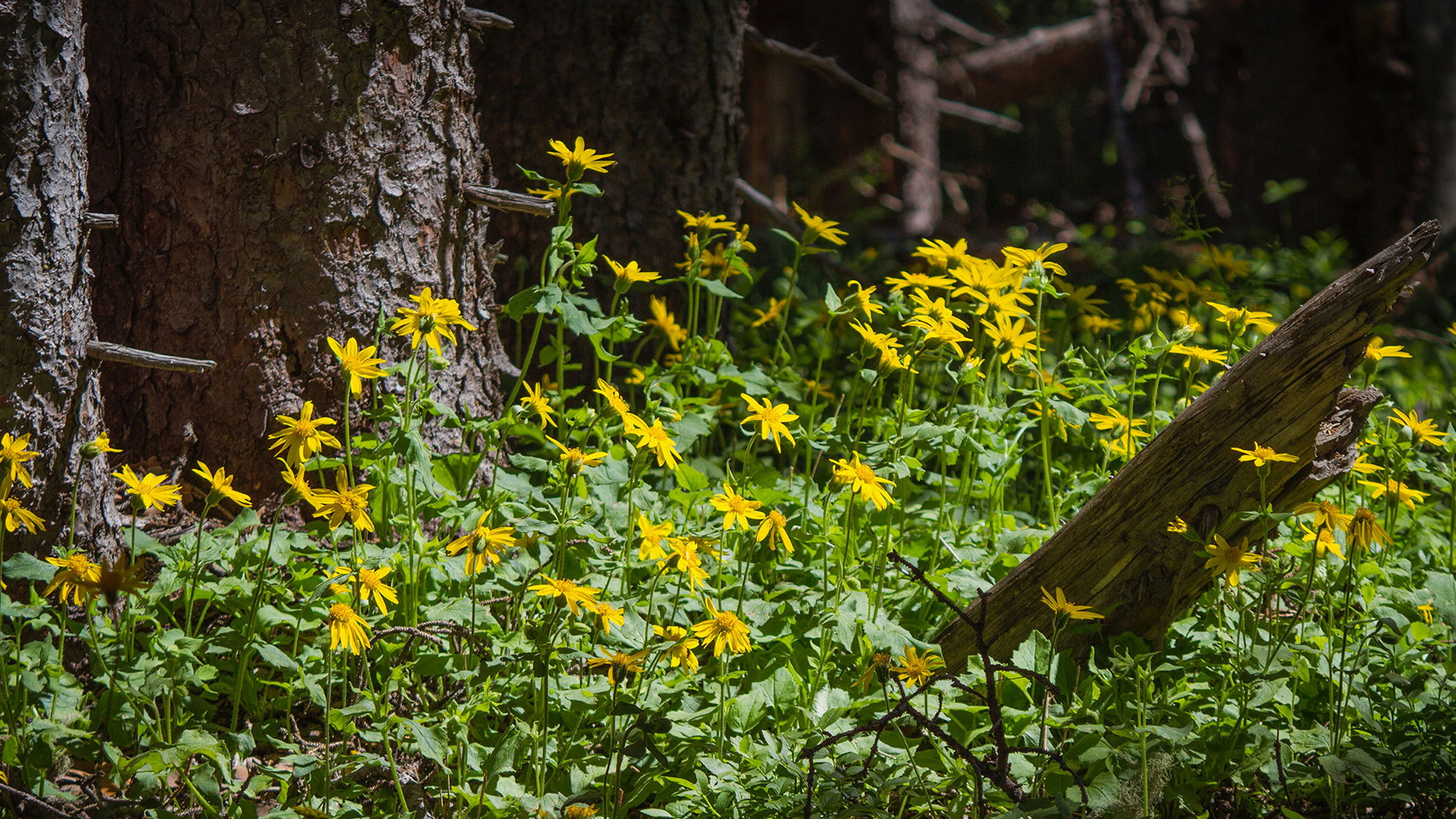 Wildflowers at Wolf Creek
