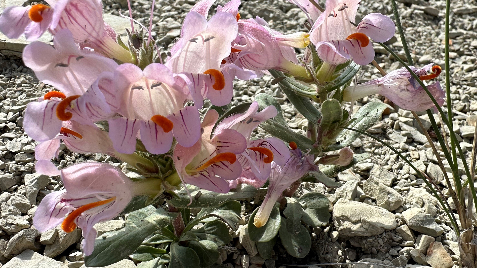 Graham's Penstemon growing out of the shale