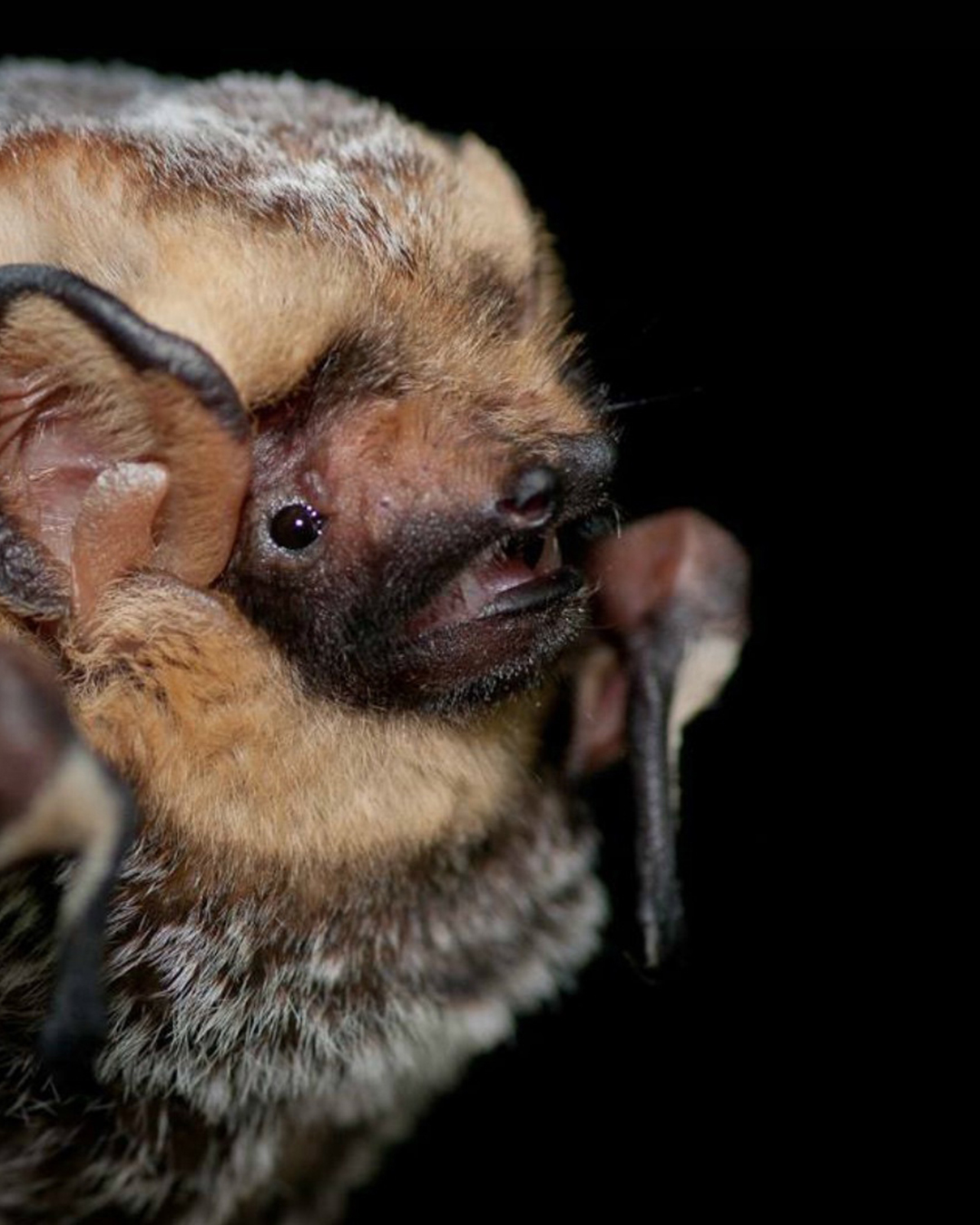 A hoary bat coming in the screen from the left
