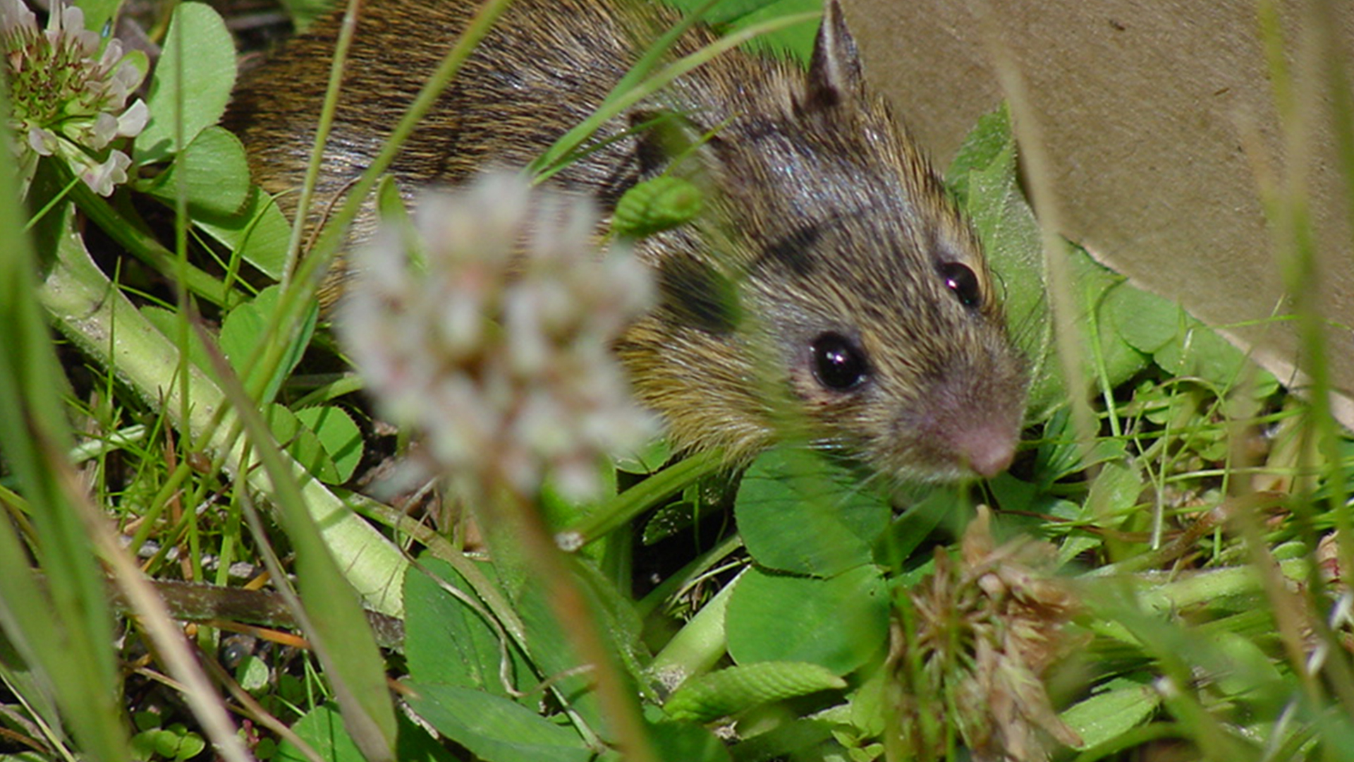 Preble's Meadow Jumping Mouse among some vegetation