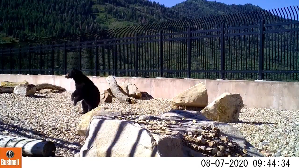 Bear using an overpass in Utah