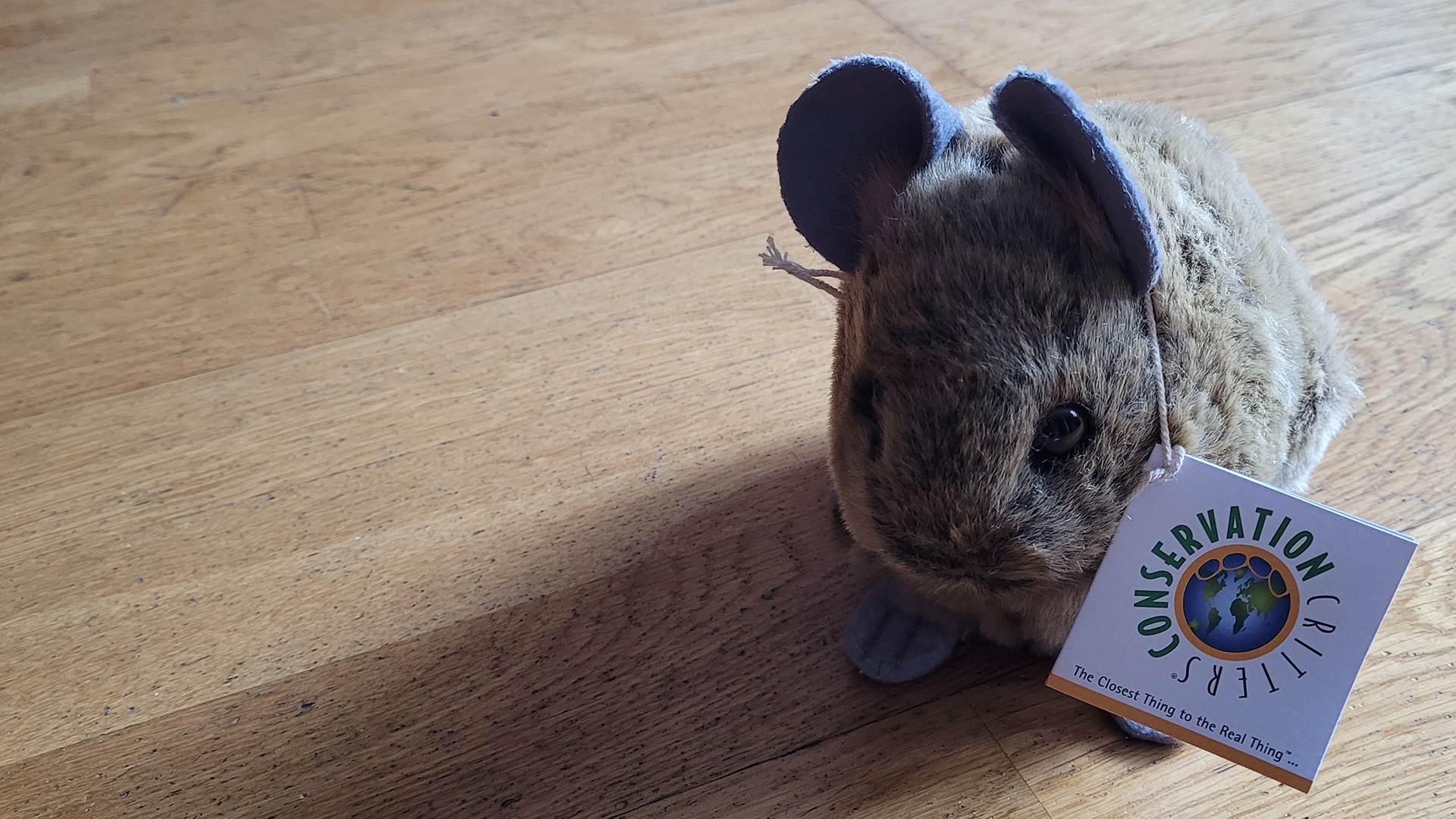 A plush American pika
