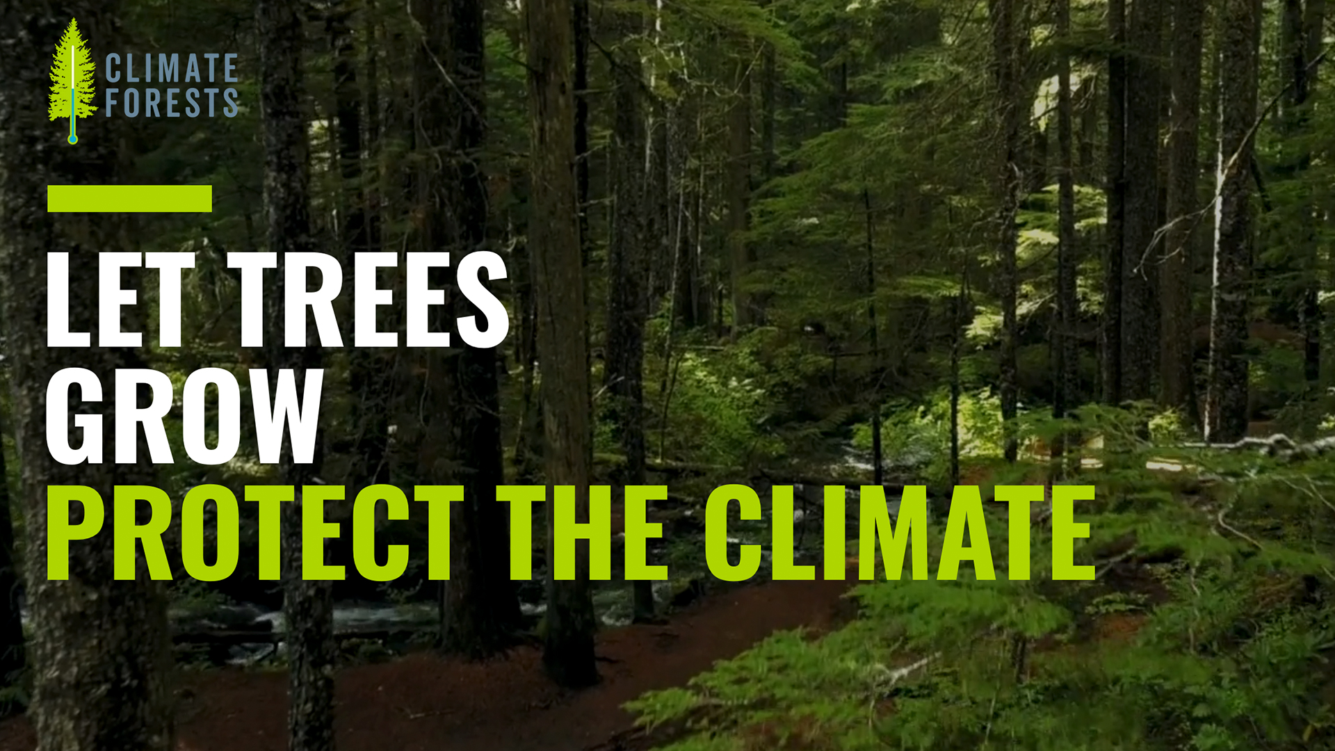 Climate Forests logo with the tagline Let trees grow; protect the climate set atop an image of a mature forest