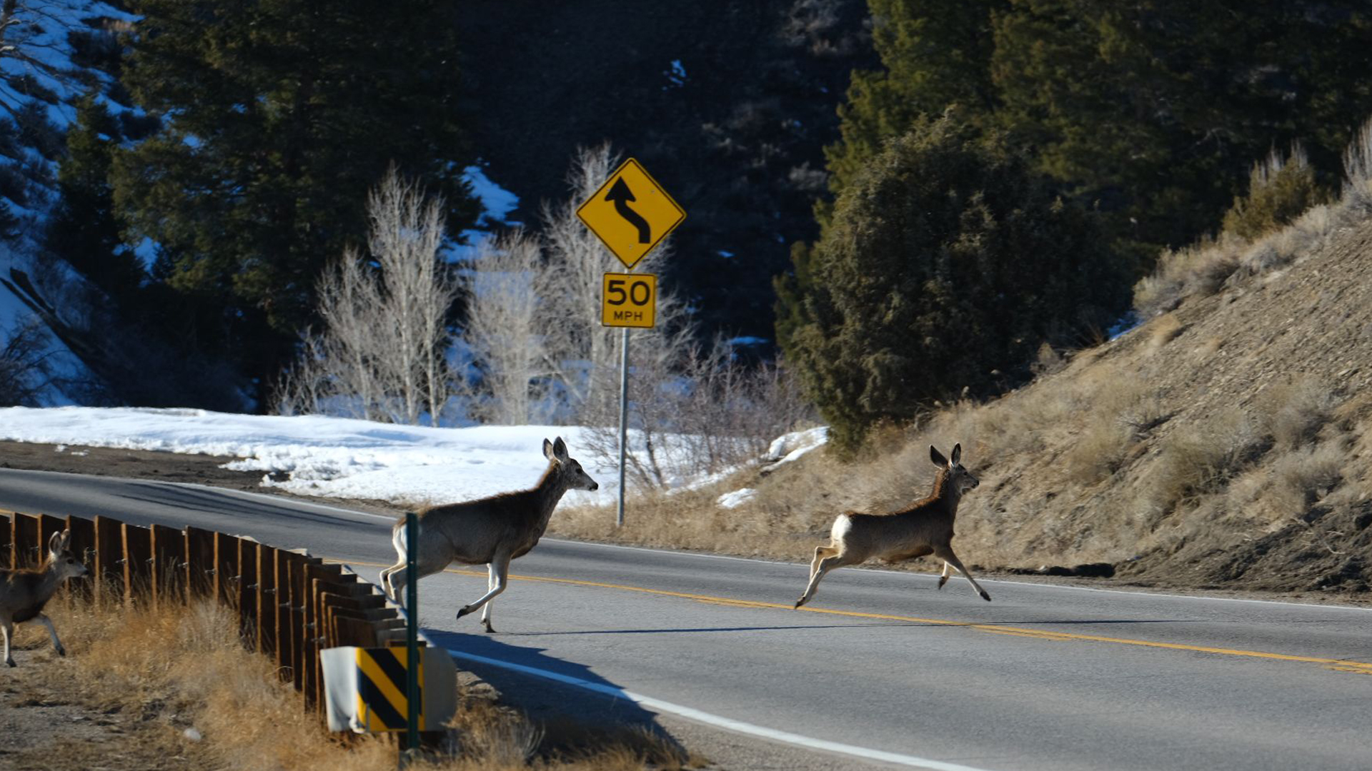 Deer crossing the road