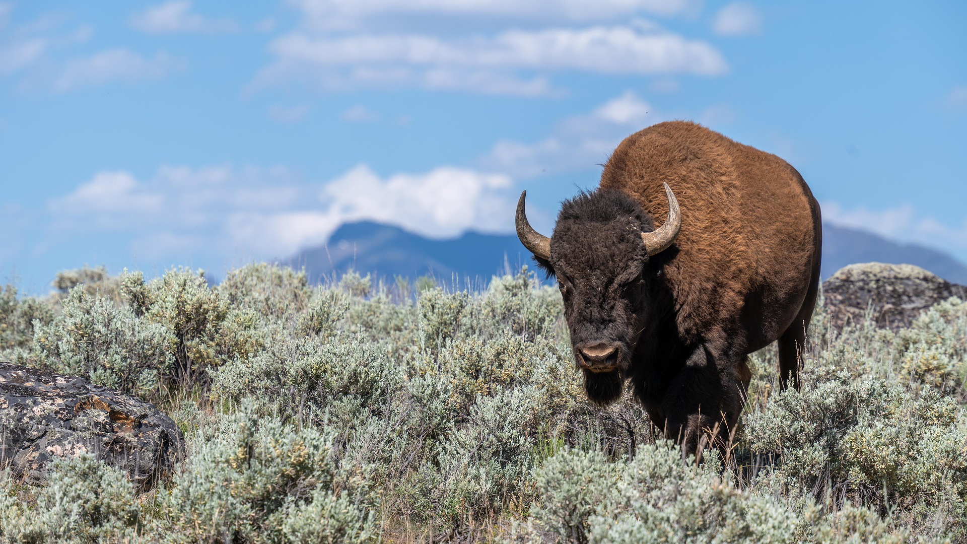 A bison standing in a field of sagebrush